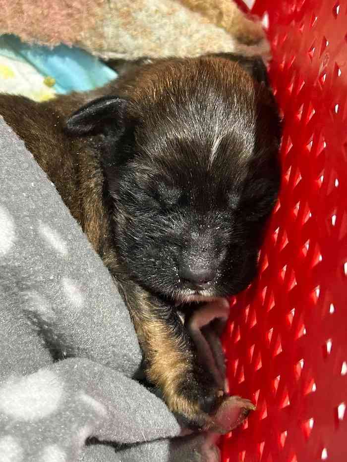 Imagen de causa en Coral